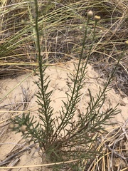 Erigeron blochmaniae