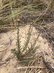 Erigeron blochmaniae