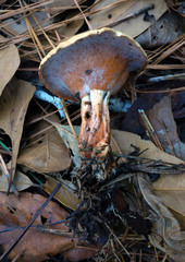 Microporellus dealbatus