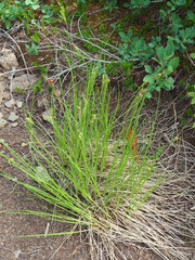 Carex lenticularis