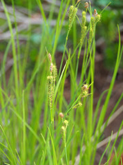 Carex lenticularis
