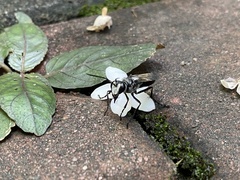 Sphex argentatus