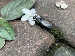 Sphex argentatus