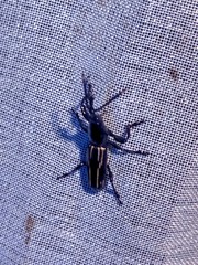 Arrhenodes