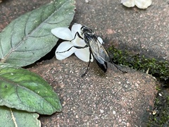 Sphex argentatus