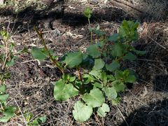 Muehlenbeckia rhyticarya