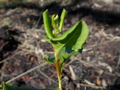 Muehlenbeckia rhyticarya