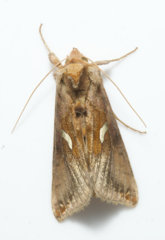 Autographa metallica