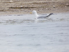 Larus argentatus image