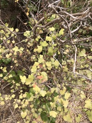 Ribes divaricatum pubiflorum