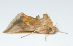 Autographa metallica