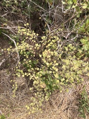Ribes divaricatum pubiflorum