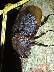 Dynastes septentrionalis