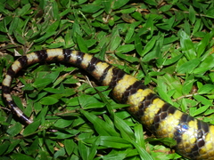 Hydrops triangularis