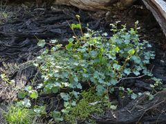 Muehlenbeckia rhyticarya