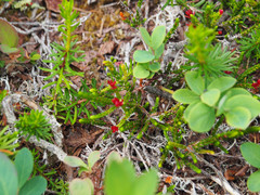 Exobasidium cassiopes