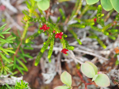 Exobasidium cassiopes
