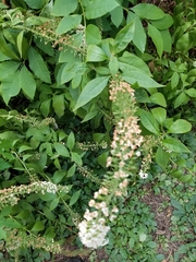 Lysimachia clethroides