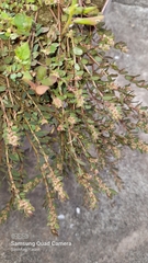 Euphorbia thymifolia