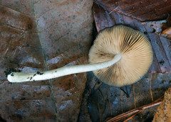 Bolbitius reticulatus