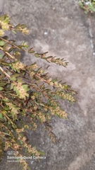 Euphorbia thymifolia