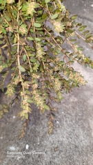 Euphorbia thymifolia