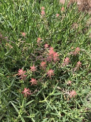 Castilleja affinis contentiosa