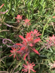 Castilleja affinis contentiosa
