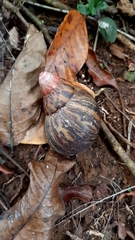 Archachatina marginata