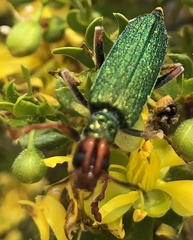 Eupompha fissiceps