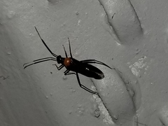 Pseudoxenetus regalis