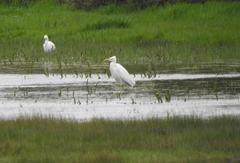 Ardea alba alba