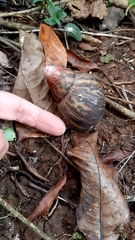 Archachatina marginata