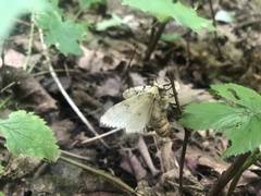 Lymantria dispar dispar