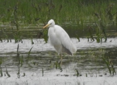 Ardea alba alba