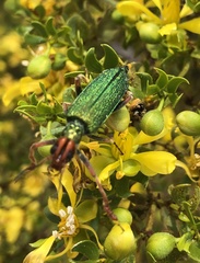 Eupompha fissiceps