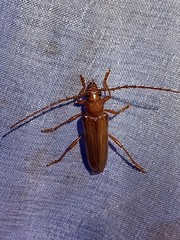 Atylostagma politum