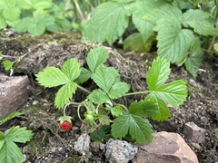 Fragaria vesca