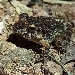 Craugastor laevissimus