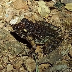 Craugastor laevissimus