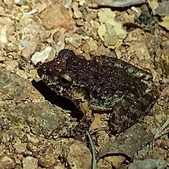 Craugastor laevissimus