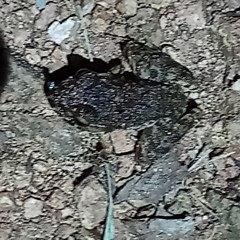 Craugastor laevissimus