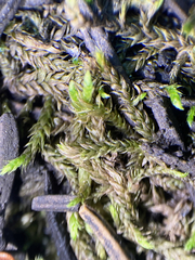 Abietinella