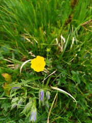 Potentilla aurea