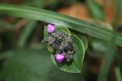 Tripogandra ionantha