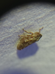 Aphrophora saratogensis