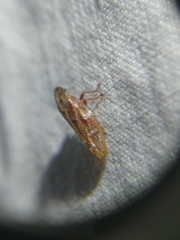 Aphrophora saratogensis