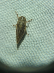 Aphrophora saratogensis