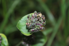 Tripogandra ionantha