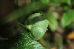 Tripogandra ionantha